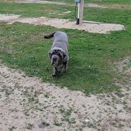 Neapolitan Mastiff Puppy for Sale in Harrodsburg, ky