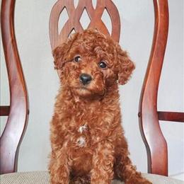 Mini Goldendoodle Tucker - Friendly 9 Weeks Old in Poteau, ok