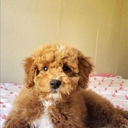 Mini Goldendoodle Dasher - Friendly 13 Weeks Old in Poteau, ok