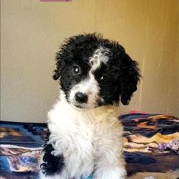F1B Standard Springer Doodles Puppies Available in Poteau, ok