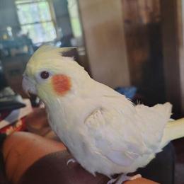 Cockatiel Mellow Looking for a New Home in Grayling, mi