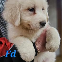Great Pyrenees Puppies Available in Dayton, oh