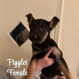 Healthy Puppies Ready for Forever Homes in Findlay, oh