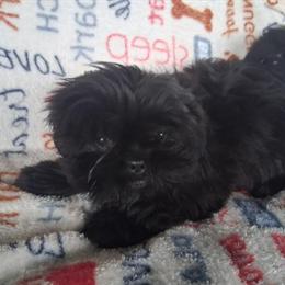 Shih Tzu Puppies: Two Males and One Female Available in Hiawassee, ga