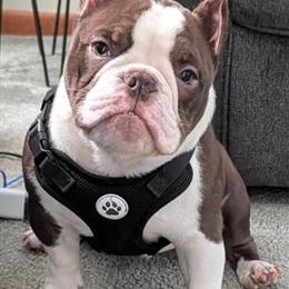 American Bully Pups Available in Dayton, oh