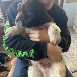 Newfoundland and Golden Retriever Puppies Available in Pierz, mn