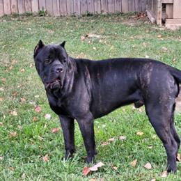Cane Corso Stud Service Offered in East Peoria, il