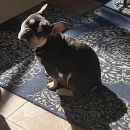 French Bulldog Stud Available in New Port Richey, fl