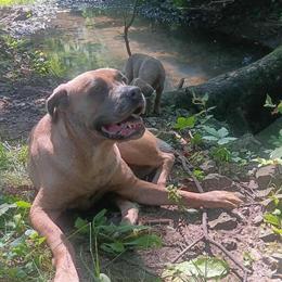 Cane Corso Puppies Available in Indianapolis, in
