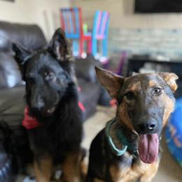 Female German Shepherd, 2 Years Old, Needs a Good Home in Brevard, nc