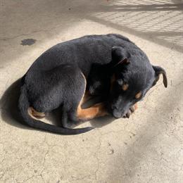 Belgian Malinois Puppies – 9 Weeks – Ready Now in Hobart, in