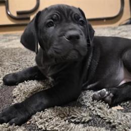American Bandogg Mastiff Pup Available in Fishers, in