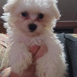 Maltese Puppy Looking for a Good Home in Ocala, fl