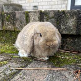 Male Harlequin Chocolate Chestnut Ready March 1st in Henderson, nc
