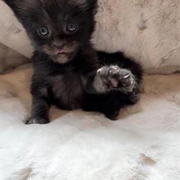 Maine Coon Kittens from European Champion Bloodline in Sarasota, fl