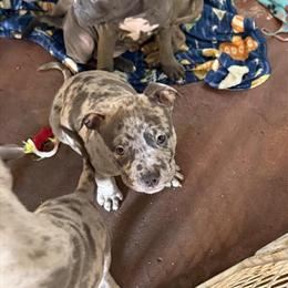 Merle Blue Nose Pit Bull Puppies Available in Pittsburgh, pa