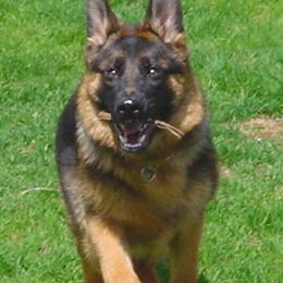 German Shepherd Puppies - Rich Black and Red Colors in Milwaukee, wi