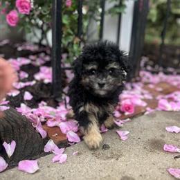 Mini Poodle Puppies Available - AKC Registered in Chadds Ford, pa