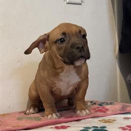 American Bully Puppies Seeking Forever Homes in Kalamazoo, mi