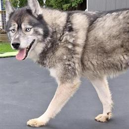 Handsome Male Siberian Husky Looking for a Home in Midland, mi