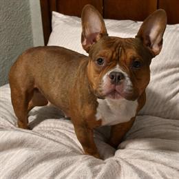 Bully looking for a home in Lacon, il