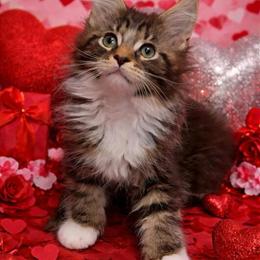 Maine Coon Kitten Available for Adoption in Lacon, il