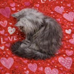 Maine Coon Kitten Houdini Looking for Forever Home in Lacon, il