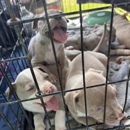Pitbull Puppies Available in Orlando, fl