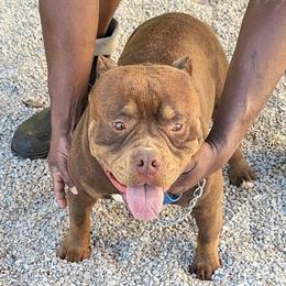 Pocket Bully Available in Lawrenceville, ga