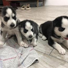 Siberian Husky Puppies Available for Adoption in Keystone Heights, fl