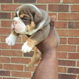 Chocolate Tri Male Olde English Bulldogge Available in Rock Hill, sc