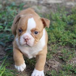 Olde English Bulldogge Puppies Available in Rock Hill, sc