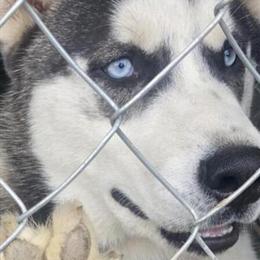 Husky for sale in Detroit, mi