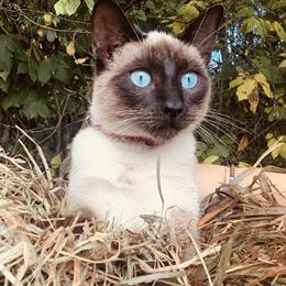 Siamese Kittens Expected This Summer in Hubbard, oh