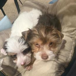 Chocolate Parti Female Yorkshire Terrier for $1250 in Portsmouth, va