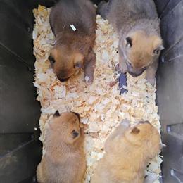 Mini Shiba Inu Available in VA - Great with Kids and Other Dogs in Richmond, va