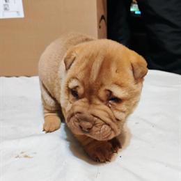 Shar Pei Puppies Available in Virginia in Richmond, va
