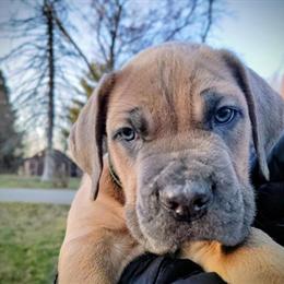 Cane Corso puppies available from new litter! in Hubbard, oh