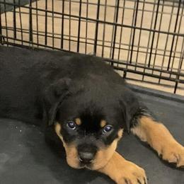 Rottweiler Male Puppy in New York, ny