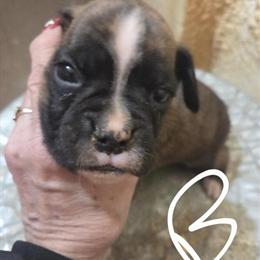 Male Puppy Available in Bloomington, il