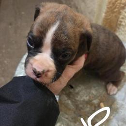 Male Puppy for Sale in Bloomington, il