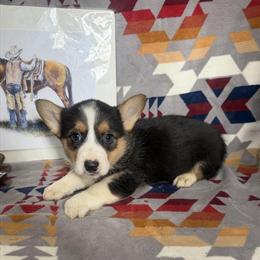9 Week Corgi Puppies Available in Fort Wayne, in