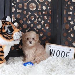 Maltipoo Puppy Koda Ready for a Forever Home in Mount Vernon, oh