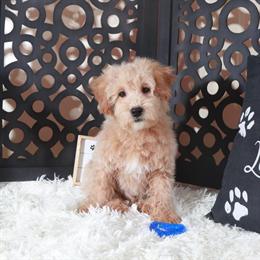 Maltipoo Damian - Sweet and Affectionate Lap Dog in Mount Vernon, oh
