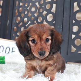 Dachshund Puppy Roxy Ready for a Forever Home in Mount Vernon, oh