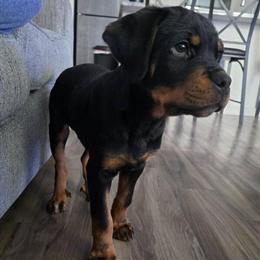 Rottweiler Puppy Available for Rehoming in Phoenix, az