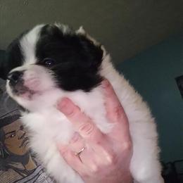 Pomeranian Puppies for Adoption in Cleveland, oh