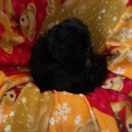Shih Tzu Cherry: Unique Black Teddy Bear Ready for a Loving Home in Paterson, nj