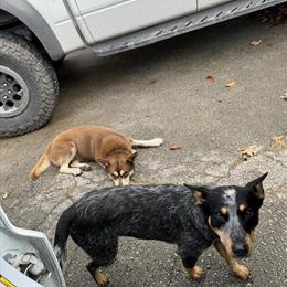 Australian Cattle Dog Looking for a Good Home in Pikeville, ky