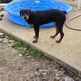 Rehoming 2 Female Rottweiler Puppies in Hopkinsville, ky